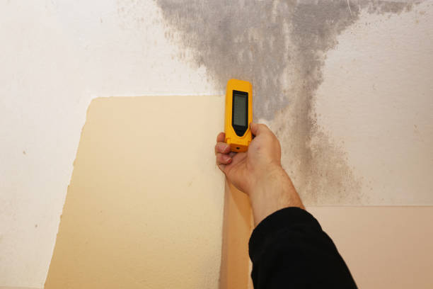 Best Attic Mold Removal  in Lochbuie, CO