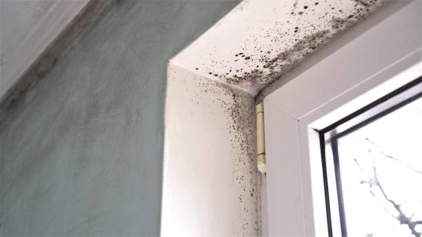Best Asbestos and Lead Testing During Mold Inspection  in Lochbuie, CO