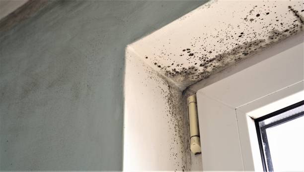 Best Black Mold Removal  in Lochbuie, CO