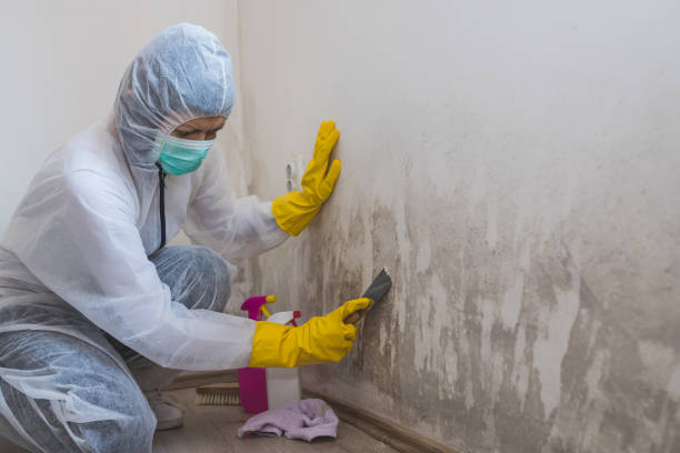 Best Mold Odor Removal Services  in Lochbuie, CO