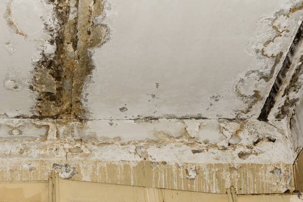 Best Mold Documentation for Insurance Claims  in Lochbuie, CO