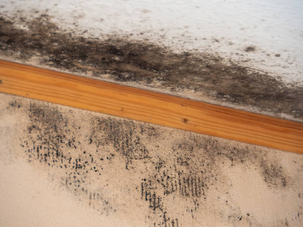 Best Industrial Mold Remediation  in Lochbuie, CO