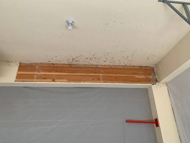 Best Mold Remediation for Healthcare Facilities  in Lochbuie, CO