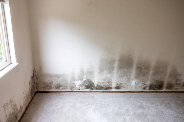 Best Mold Removal for HVAC Installations  in Lochbuie, CO