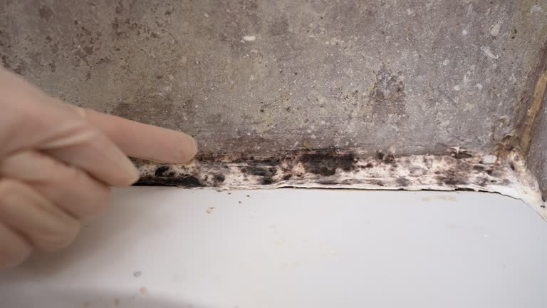 Best Real Estate Mold Inspection  in Lochbuie, CO